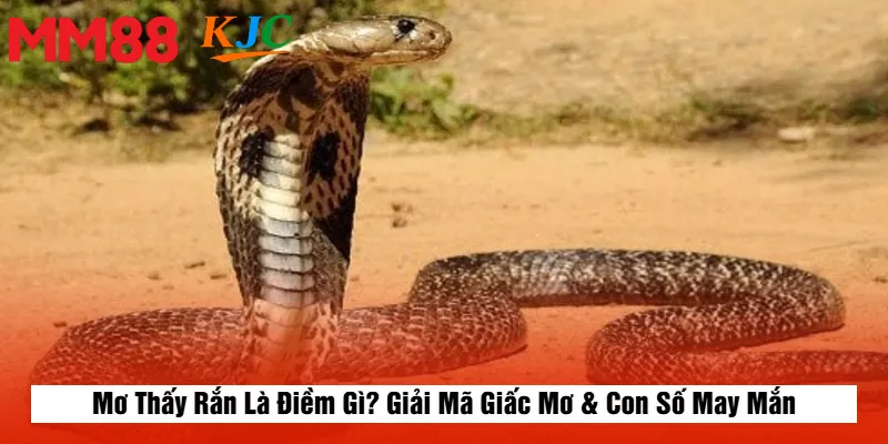 Mơ Thấy Rắn Là Điềm Gì? Giải Mã Giấc Mơ & Con Số May Mắn